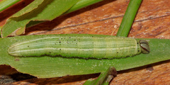 Metisella metis metis