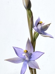 Thelymitra malvina