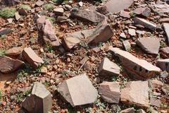 Galeomma oculus-cati