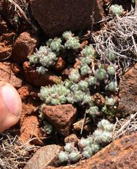 Galeomma oculus-cati