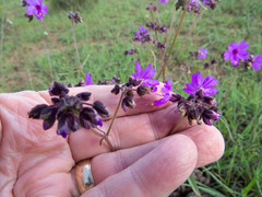 Mirabilis melanotricha
