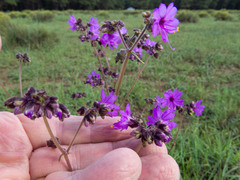 Mirabilis melanotricha