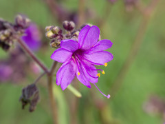 Mirabilis melanotricha