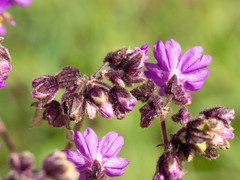Mirabilis melanotricha
