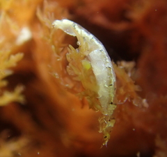 Mesanthura occidentalis