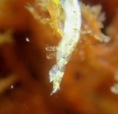 Mesanthura occidentalis
