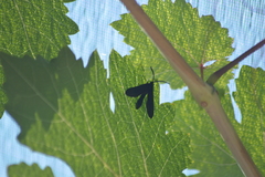 Harrisina metallica