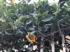 Solandra