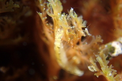 Mesanthura occidentalis