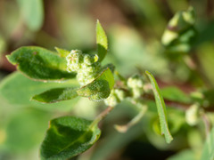 Chenopodium fremontii
