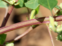 Chenopodium fremontii