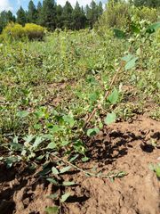 Chenopodium fremontii
