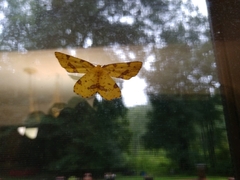 Xanthotype urticaria