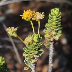 Euryops imbricatus