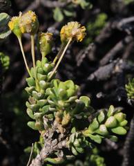 Euryops imbricatus