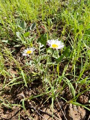 Erigeron flagellaris