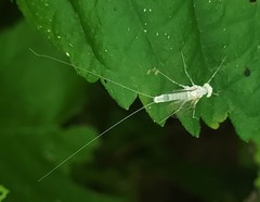 Maccaffertium modestum