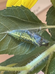 Papilio polyxenes