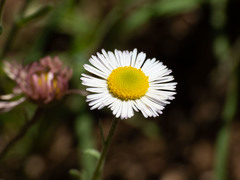 Erigeron flagellaris