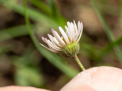 Erigeron flagellaris