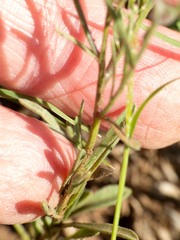 Erigeron flagellaris