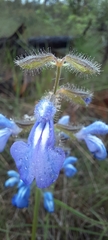 Salvia heterotricha