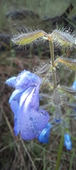Salvia heterotricha