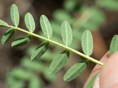 Astragalus rusbyi