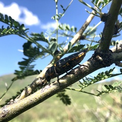 Hippomelas sphenicus