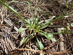 Eriogonum alatum