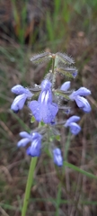 Salvia heterotricha