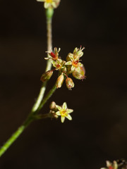 Eriogonum alatum