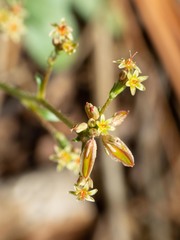 Eriogonum alatum