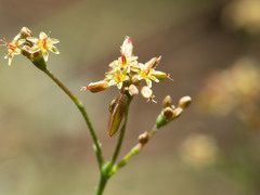 Eriogonum alatum