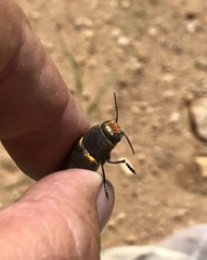 Hippomelas sphenicus