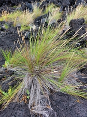 Festuca petraea