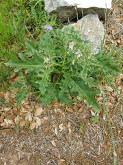 Solanum dimidiatum