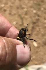 Hippomelas sphenicus