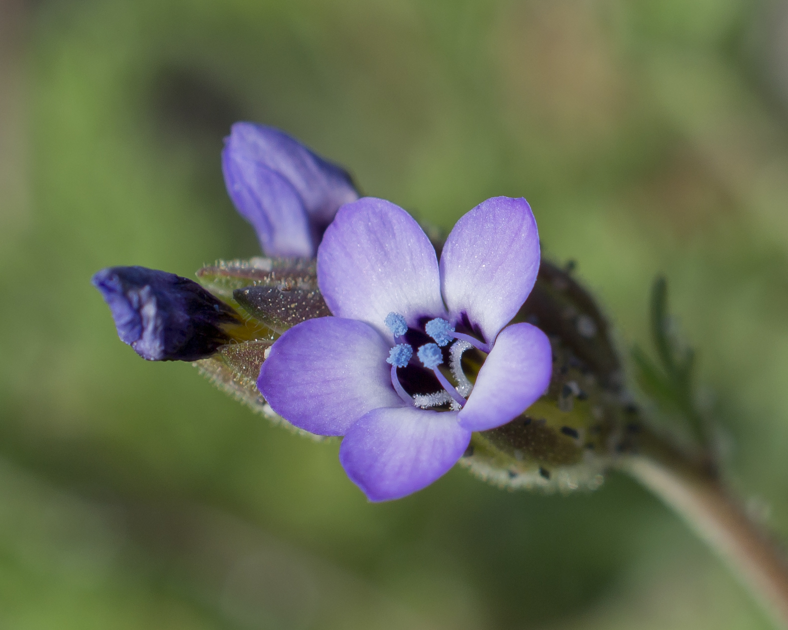 Gilia millefoliata