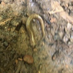 Desmognathus planiceps