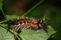 Lepidoptera