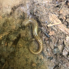 Desmognathus planiceps