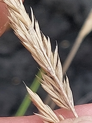Festuca petraea