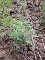 Lupinus kingii