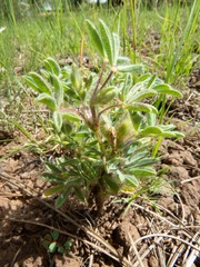 Lupinus kingii
