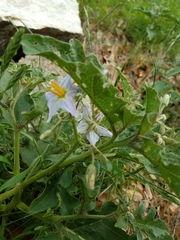 Solanum dimidiatum