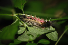 Lepidoptera