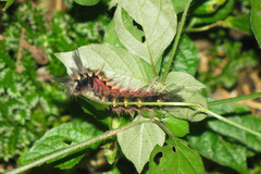 Lepidoptera