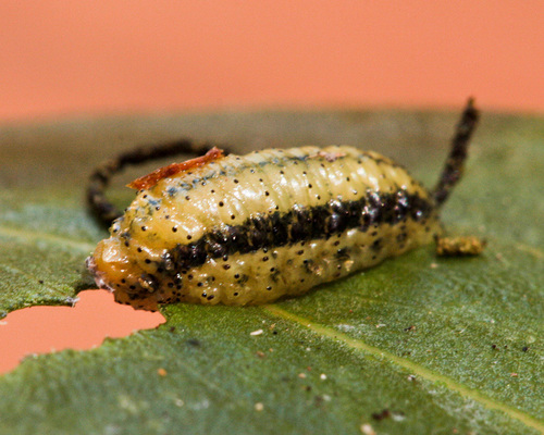 African Gum Weevil photo 4