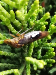 Oncometopia hamiltoni